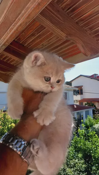 British Shorthair Erkek 2,5 Aylık