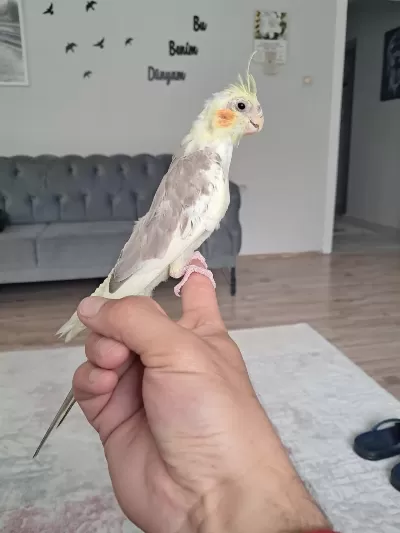 Üreticiden Sultan Papağanı Yavru