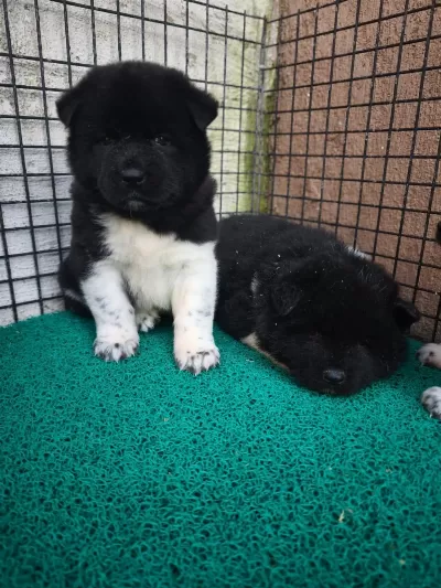 Orjinal Amerikan Akita Yavrular
