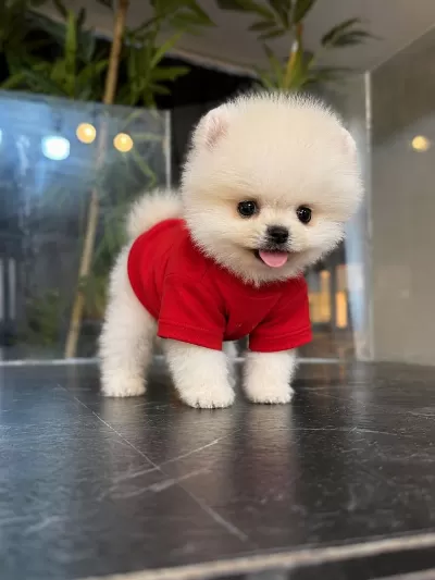Orjinal Pomeranian Boo