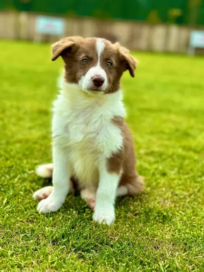 Border Collie Yavruları Aşıları Tam