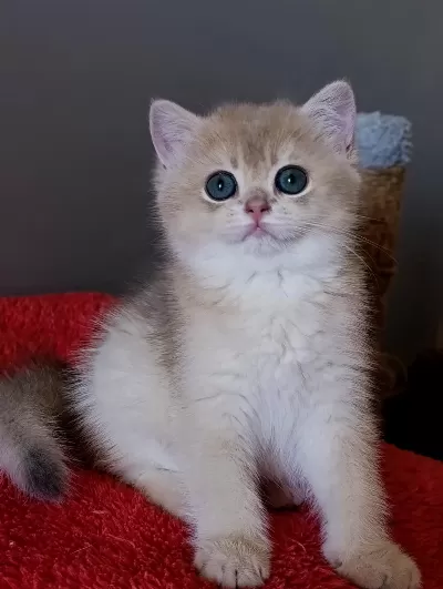 Blue Golden Dişi Yavru British Shorthair