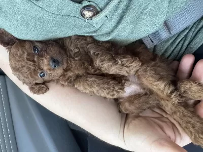 Kore Dark Red Erkek Yavru Poodle