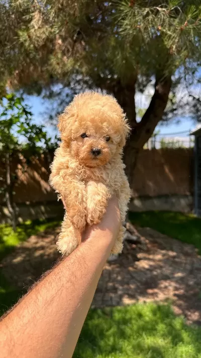 Sağlık Ve İrk Garantili Aprikot Poodle Yavrumuz
