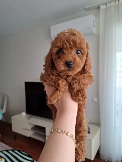 Fırsat Yavruları Evde Büyüyen Toy Poodle Bebekler