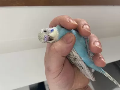 Eğitimlik Muhabbet Kuşu Yavrular