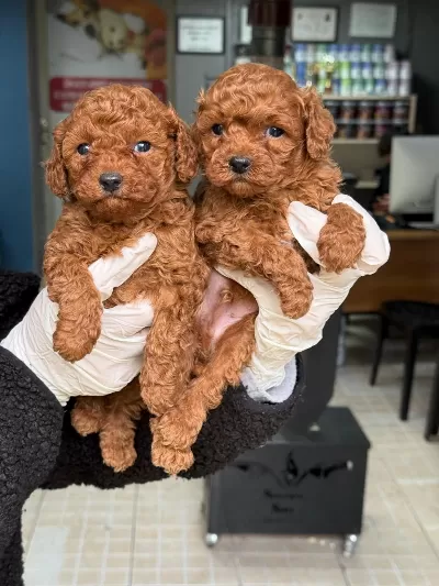 Ziyarete Açik Erkek Dişi Poodle Bebekler
