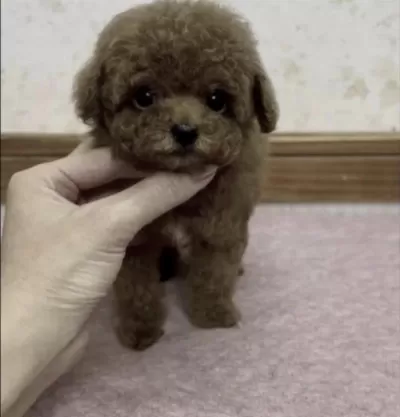Toy Poddle Köpeğimiz