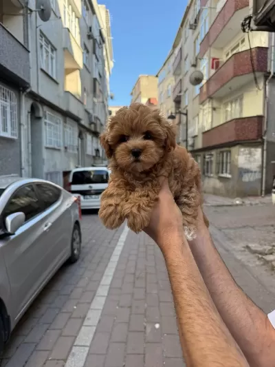 Orjinal Maltipo Yavrumuz
