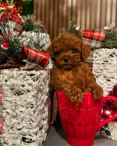 Ankara Nin En Güzel Toy Poodle Yavrulari