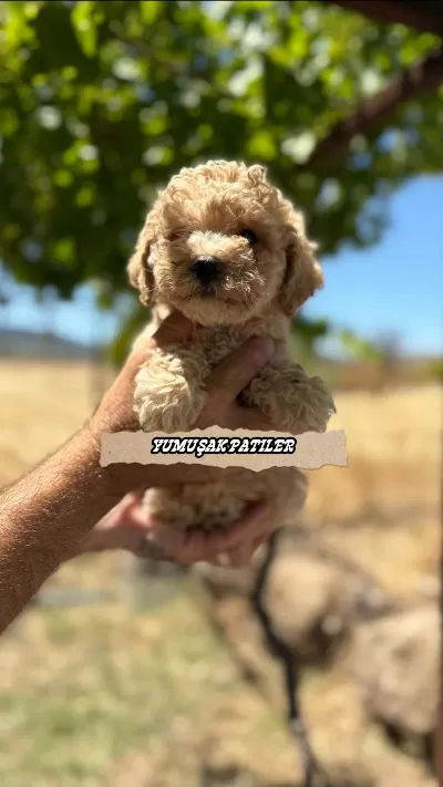 Toy Poodle Dişi Ve Erkek