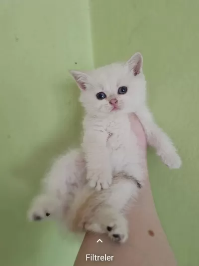 British Shorthair Yavrusu