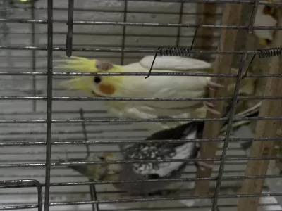 Yavru Sultanlar Albino Ve Lutino
