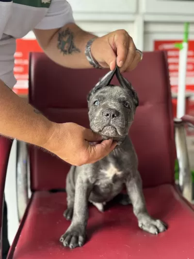 Dev Bebekler A Kalite Cane Corso