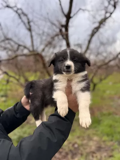 Her Eve Uygun Border Collie Bebekler