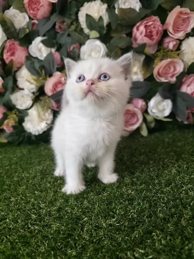 Scottish Fold Ve British Yavrularımız