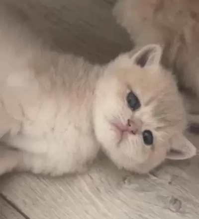 Muhteşem Kalite Safkan British Shorthair Bebekler