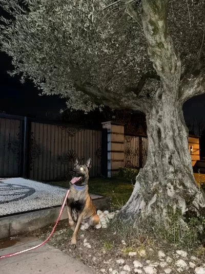 Oğlum Tetik Eşleştirmeye Açık Malinois