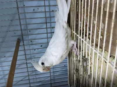 Albino Sultan Papağanı Tek Dişi Tek Erkek Takımlar