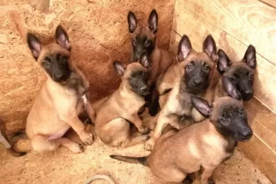 Param Güvende İle Tüm Türkiyeye Kapıda Ödemeli Malinois