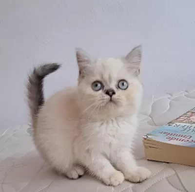 British Shorthair Point Dişi