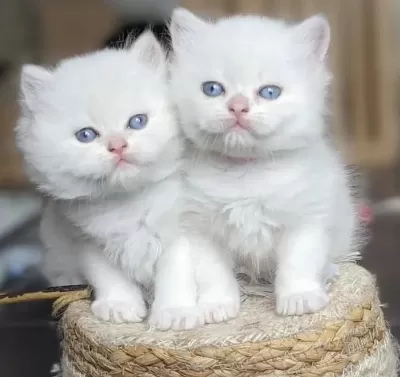 British Longhair Bebek Yüz Yavrular