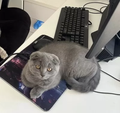 Tuvalet Eğitimli 2 Aylik İnanilmaz Tatli Scottish Fold