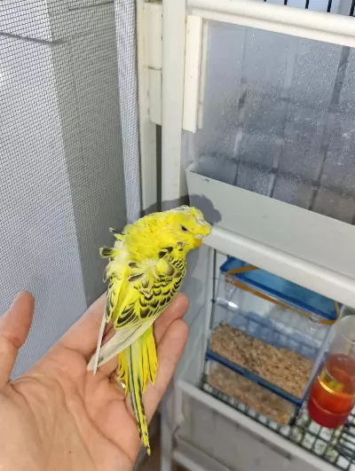 Çift Japones Ve Jumbo Muhabbet Kuşları