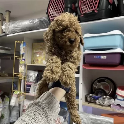 Harika Toy Poodle Köpekler