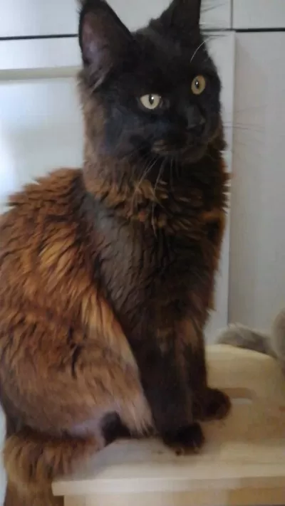 Xxxl Black Girl Maine Coon