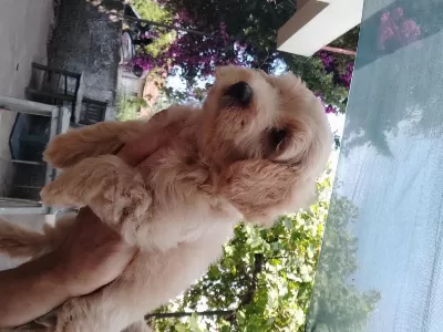 Sağlık Ve İrk Garantili Maltipoo Yavrular