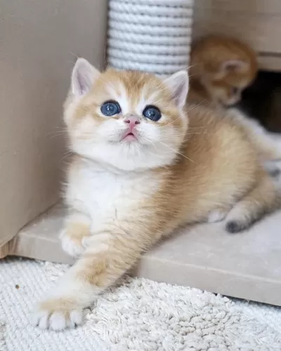 Peluş British Shorthair Oyuncaklar