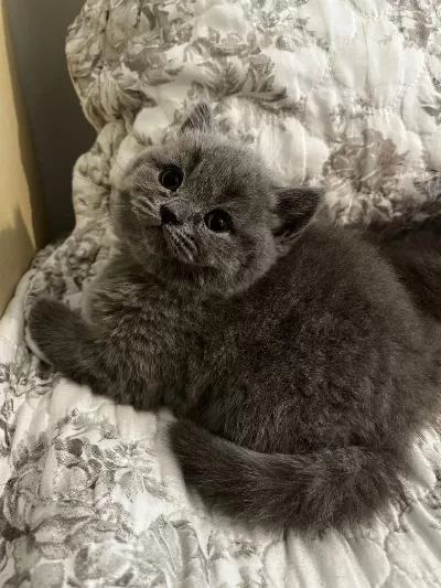 1.5 Aylık 4 Tane Saf British Shorthair Yavrularımız