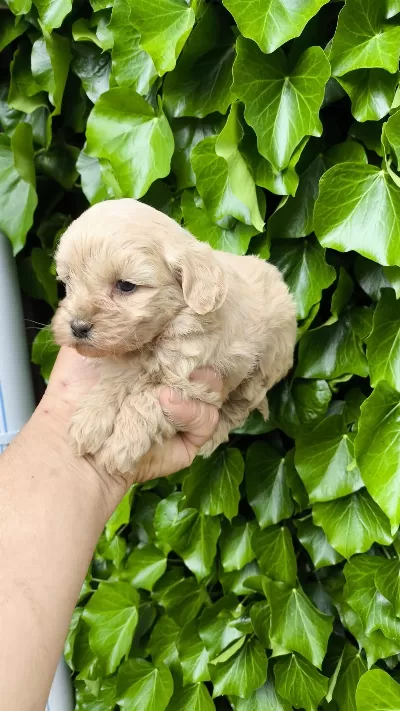 Maltipoo Cinsi Yavrular