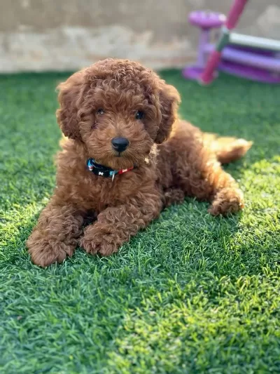 Toy Poodle Yavrumuz İlk Aşıları Yapıldı