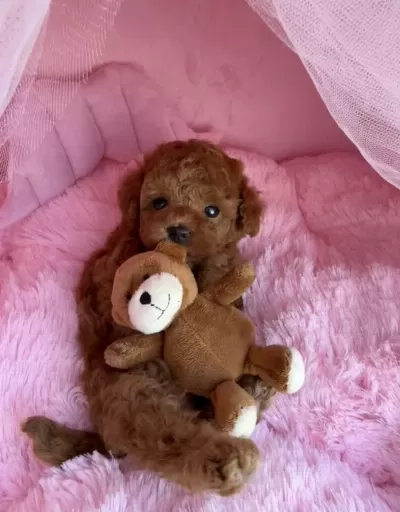Ruhsatli Köpek Ciftliginden Toy Poodle Yavrularımız