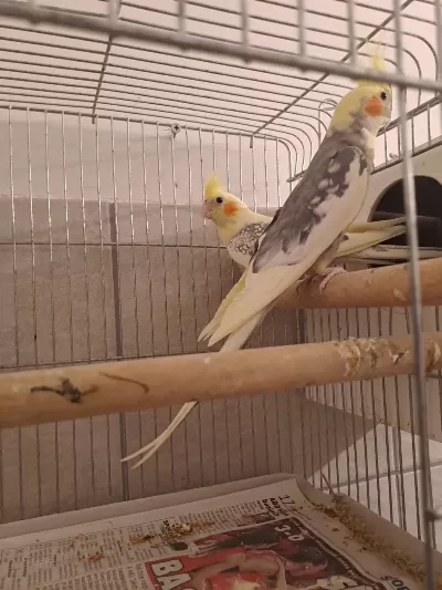 Damızlık Pied Çift Sultan Papağanı