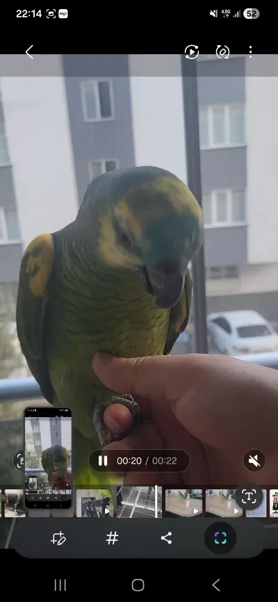 Evcil Ele Gelir Biraz Ürkek 15 Aylik Blue Amazon