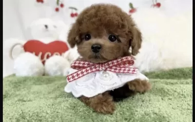 Sağlıklı Toy Poodle Sağlikli