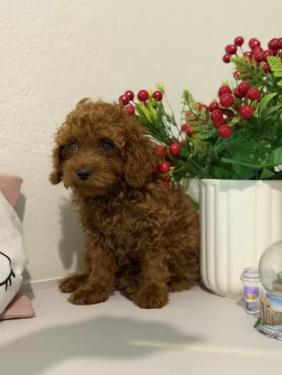 En Güzelinden Toy Poodle