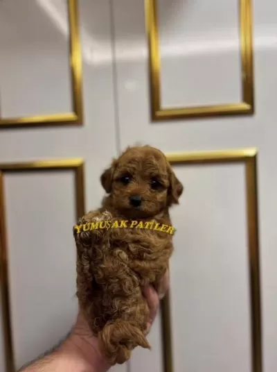 Toy Poodle Dişi Ve Erkek