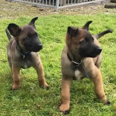 Param Güvende İle Tüm Türkiyeye Kapıda Ödemeli Malinois