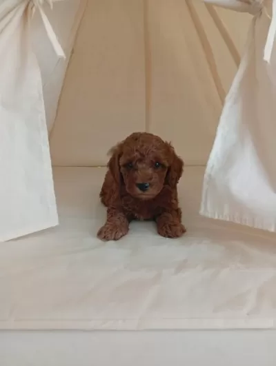 Harika Tatli Poodle Çocuklar