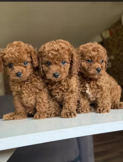 Orjinal Toy Poodle Yavruları