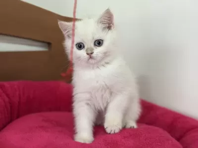 Ankaranın En Elit British Shorthair Ve Longhair Yavruları