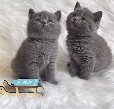 Birbirinden Güzel British Shorthair Yavrularim
