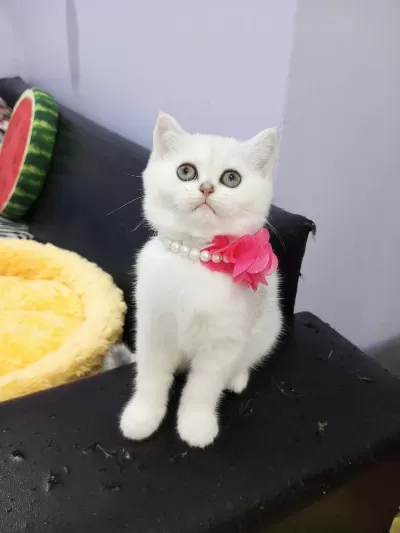 Safkan Silver Chinchilla Rengi Yavrular Catteryden