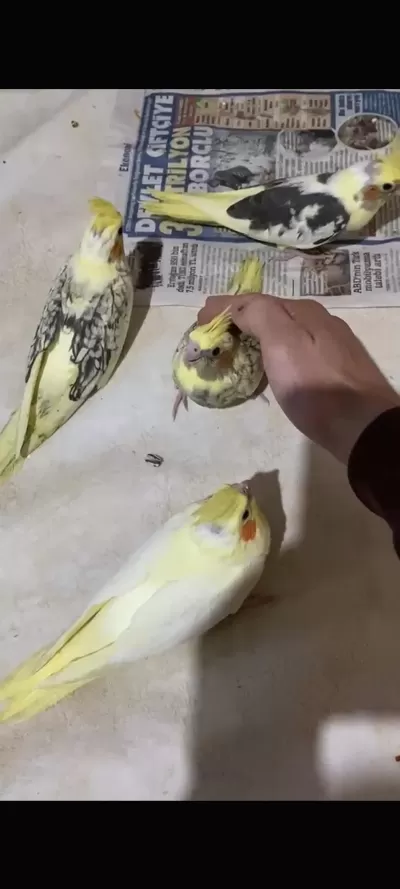 Bebek Alışkın Sultan Papağanları