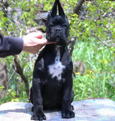 Fci-kif Şecereli Federasyon Kayitli Safkan Cane Corso