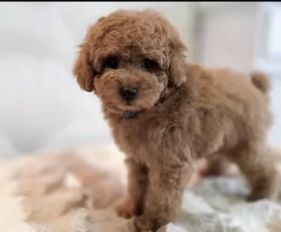 Harika Toy Poodle Köpeği